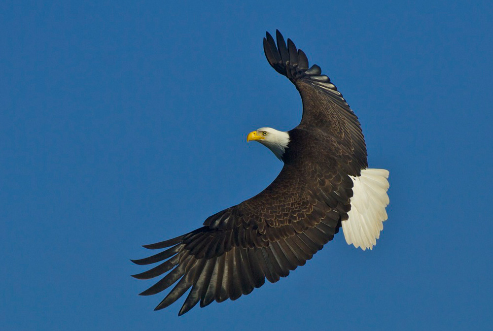 FOCI’s 25th Anniversary Appeal