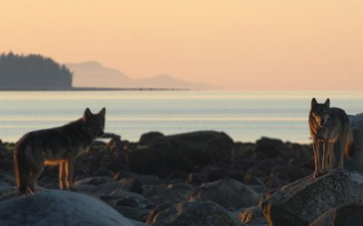 Living with Wolves
