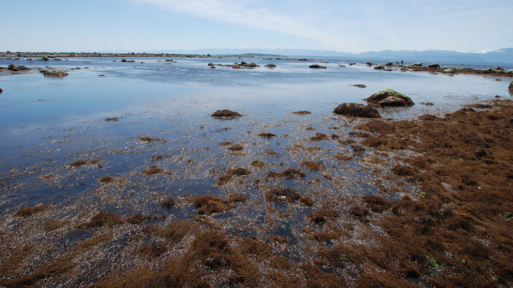 Marine Stewardship