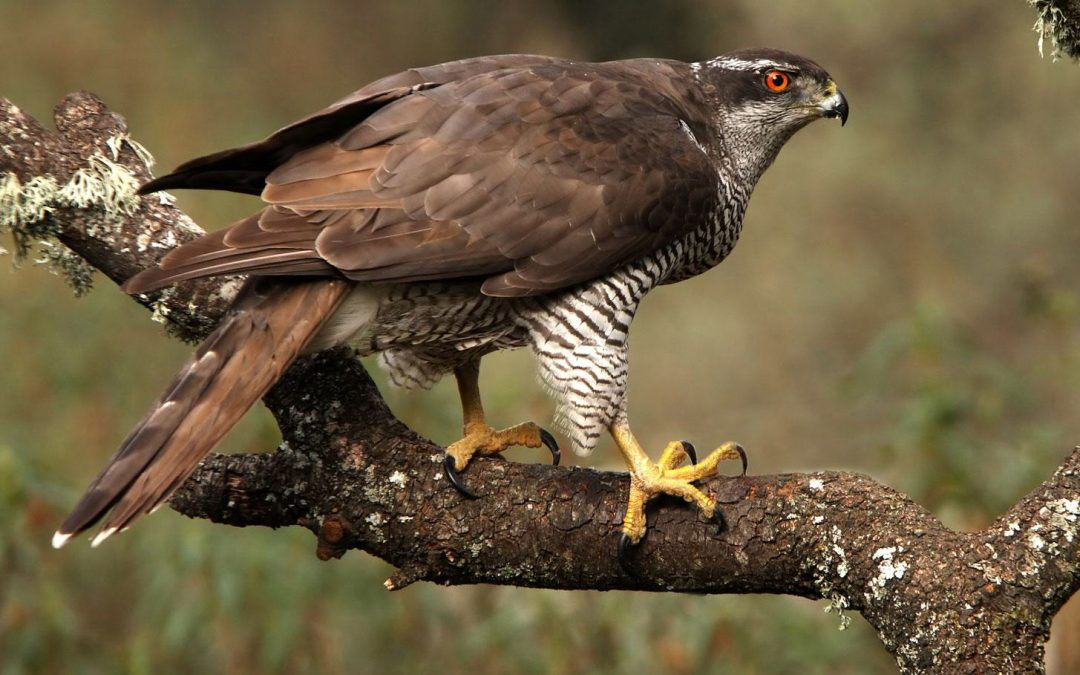 Northern Goshawk