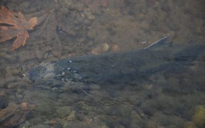 Streamkeeper Report November 2018