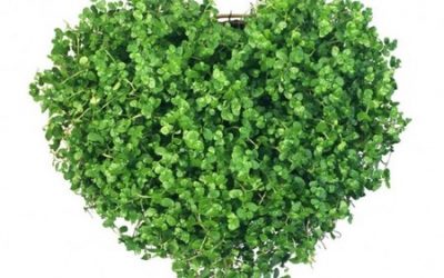 Jo Ann Green Environmental Award 2019