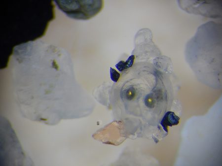 Cortes Forage Fish Project