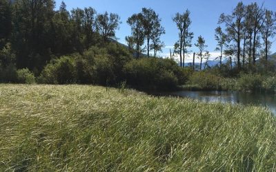 Dillon Creek Wetland Restoration Project Launch