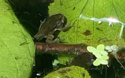 Small Acts of Conservation Kindness: Frog Ponds
