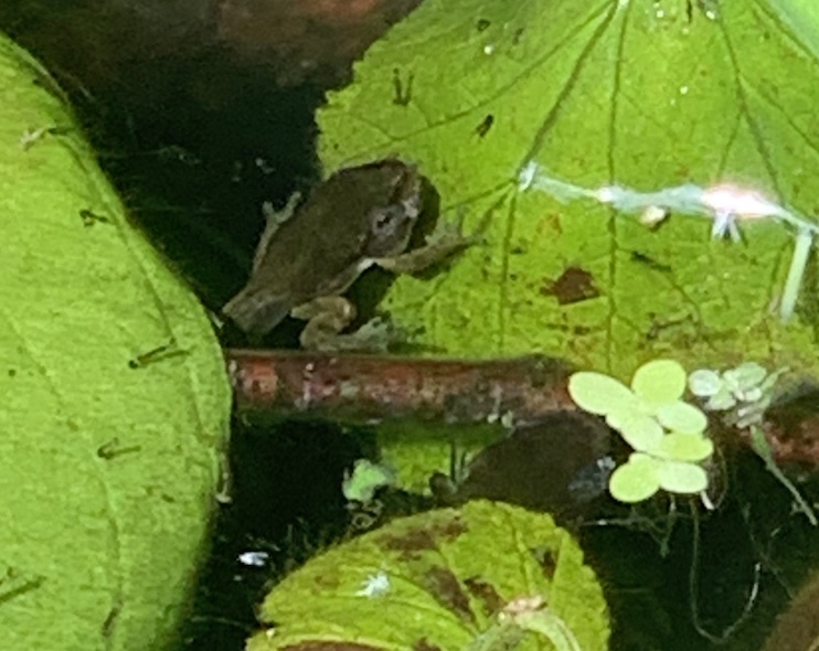 Small Acts of Conservation Kindness: Frog Ponds