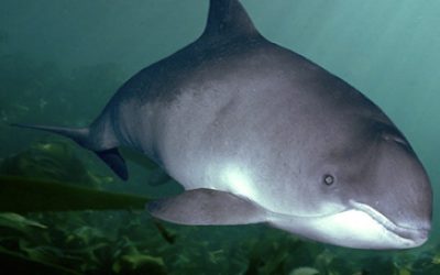 Cortes Species Highlight: Harbour Porpoise