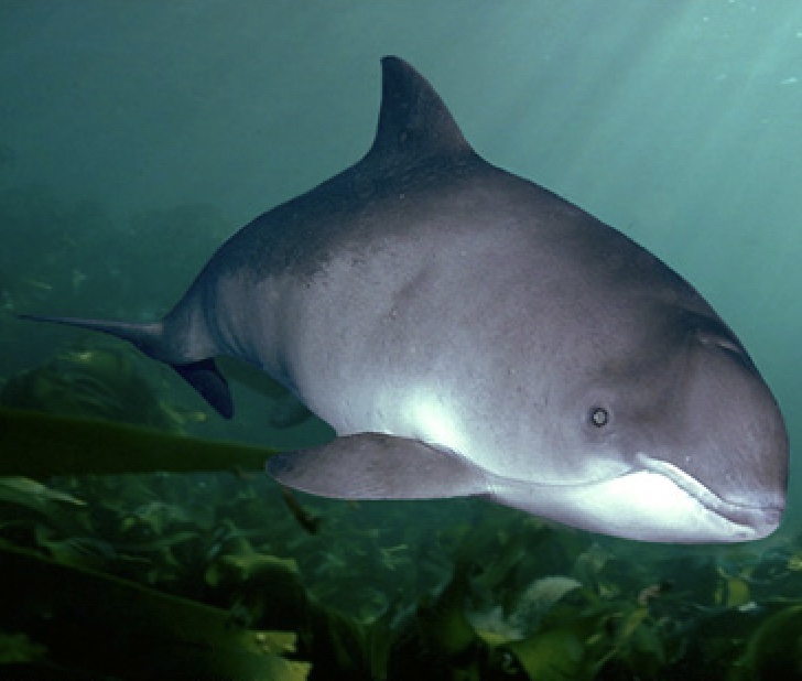 Cortes Species Highlight: Harbour Porpoise