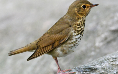Cortes Species Highlight: Salmonberry Bird or Swainson’s Thrush