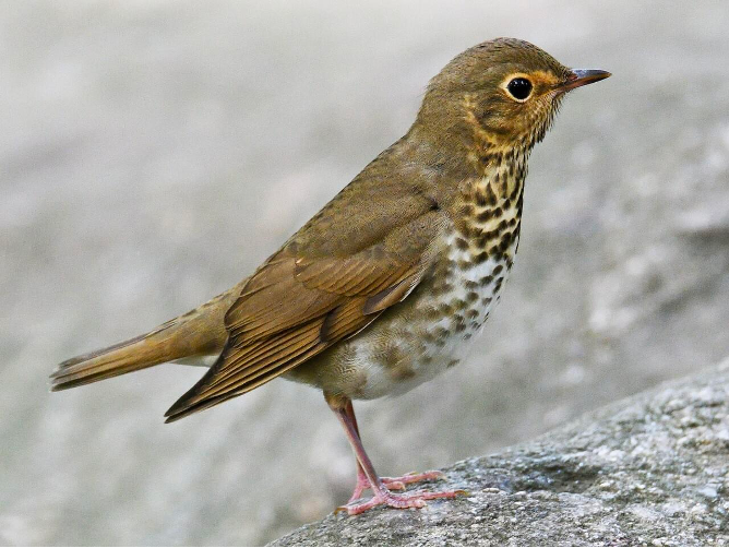 Cortes Species Highlight: Salmonberry Bird or Swainson’s Thrush