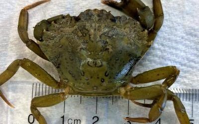 European Green Crab Alert!
