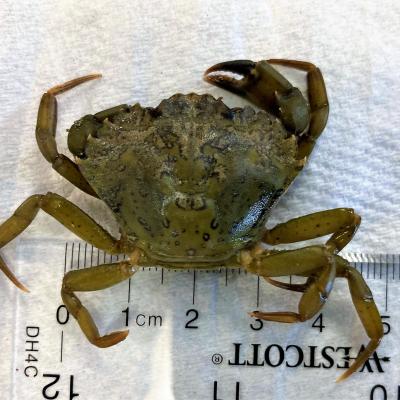 European Green Crab Alert!