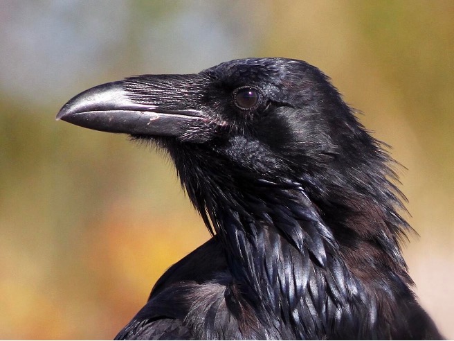 Cortes Species Highlight: Common Raven