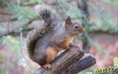 Cortes Species Highlight: Douglas Squirrel