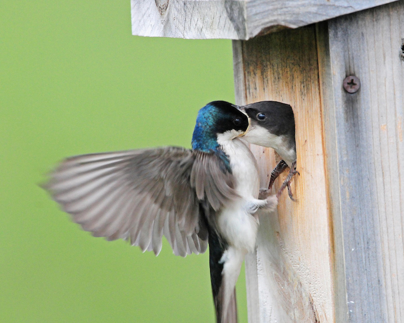 Small Acts of Conservation: Nest Boxes