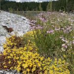 Purple Nodding Onion and Stonecrop are great drought-resistant plants for rocky areas. Bees and butterflies love the pollen from Nodding Onion, and birds love their seeds! Photo Shannon Hogan, 2022